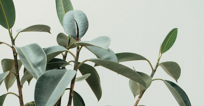 Reiki/Spiritual Healing