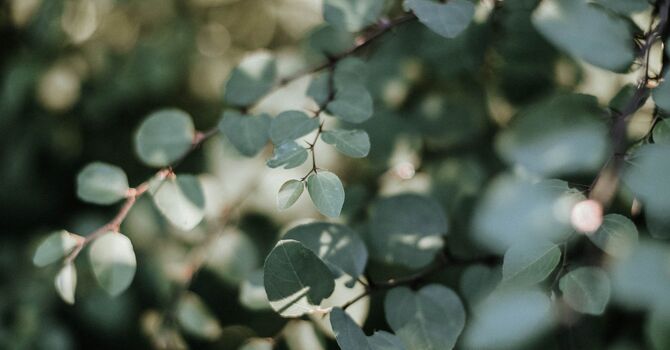 Reiki/Spiritual Healing